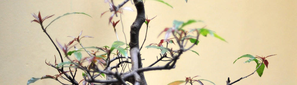 Elvira Dewi Ginting, SH., M.Hum.